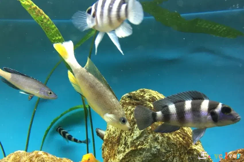 Neolamprologus tretocephalus akvaryumu