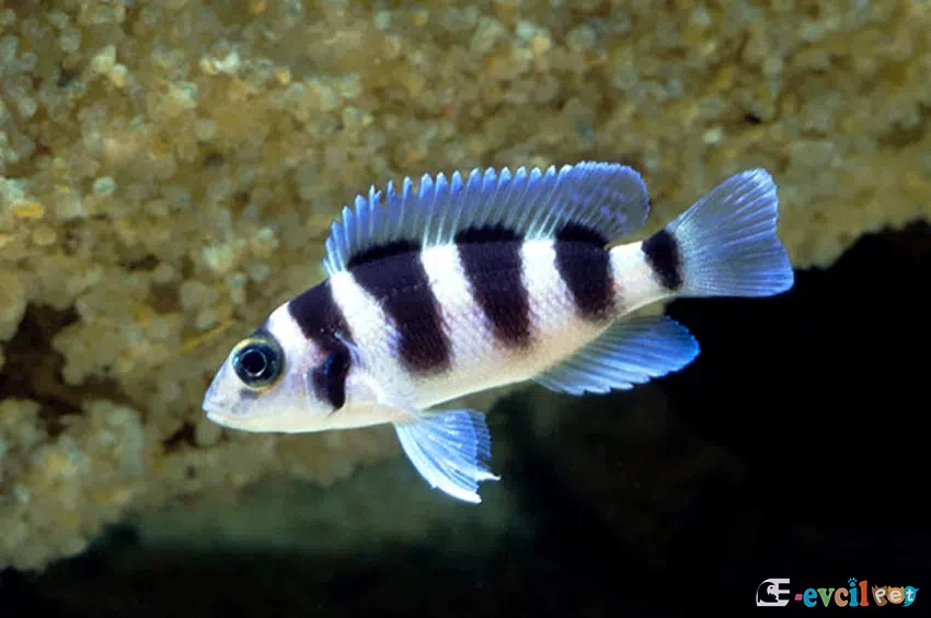Neolamprologus tretocephalus genç yavru