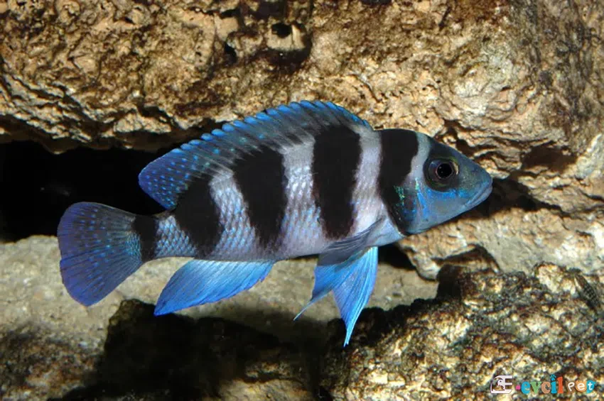 Neolamprologus tretocephalus Kaya önünde