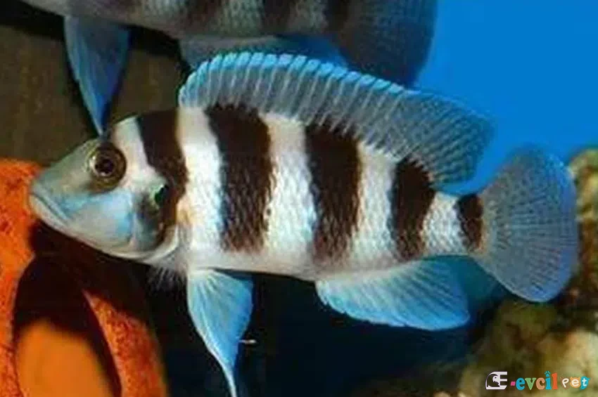 Neolamprologus tretocephalus küp önünde