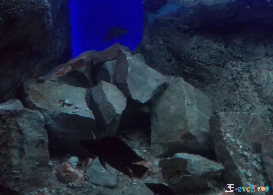 Neolamprologus ventralis akvaryum dizaynı
