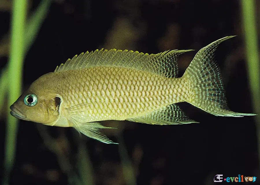 Neolamprologus ventralis yetişkin erkek