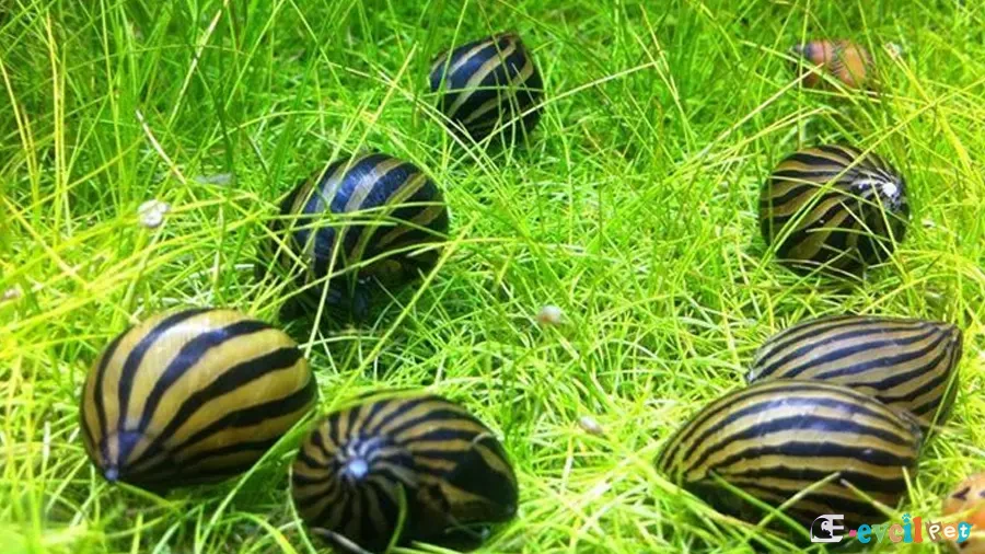 Neritina natalensis (Zebra Nerite) Bitkili akvaryumda
