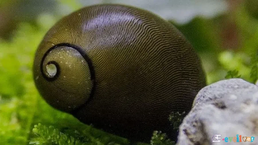 Neritina reclivata