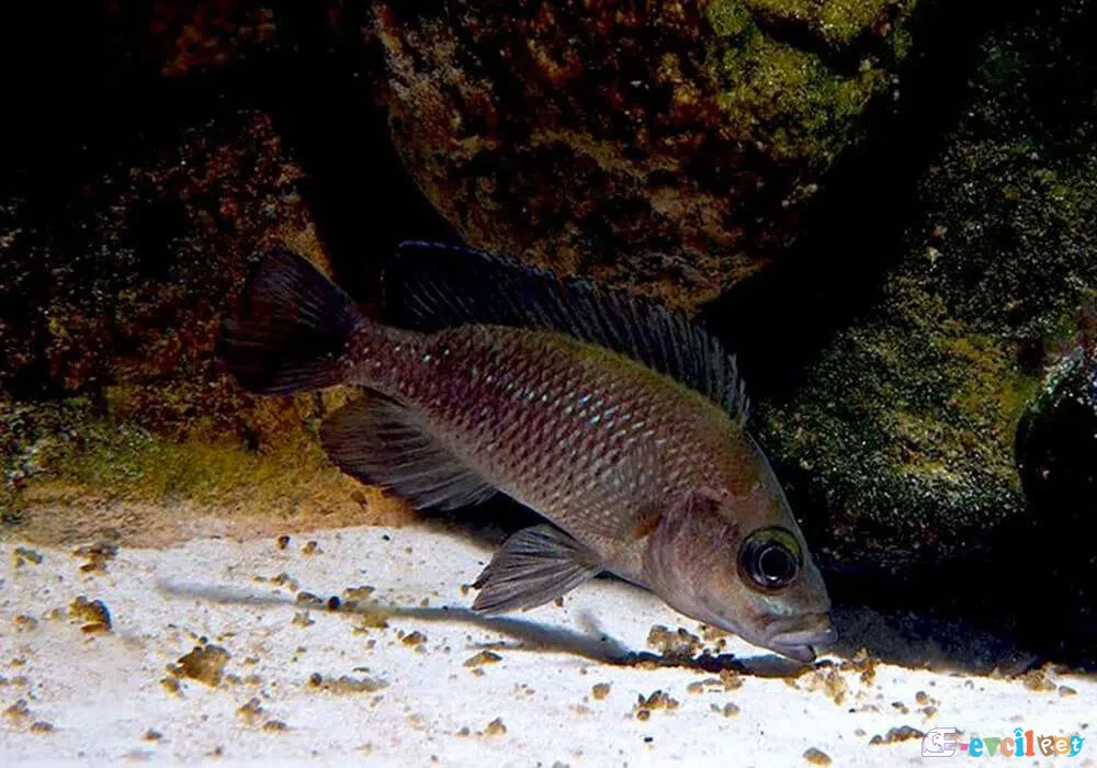 Paleo Lamprologus toae dipte yemlenirken