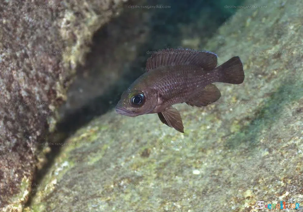 Paleo Lamprologus toae doğal ortamında