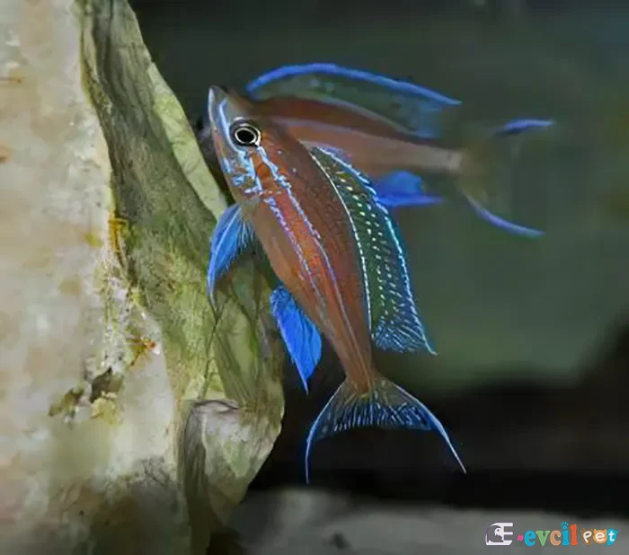 Paracyprichromis Nigripinnis 1