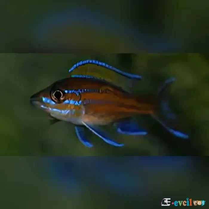 Paracyprichromis Nigripinnis 2