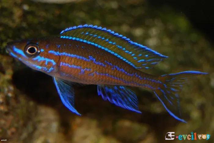 Paracyprichromis Nigripinnis 3