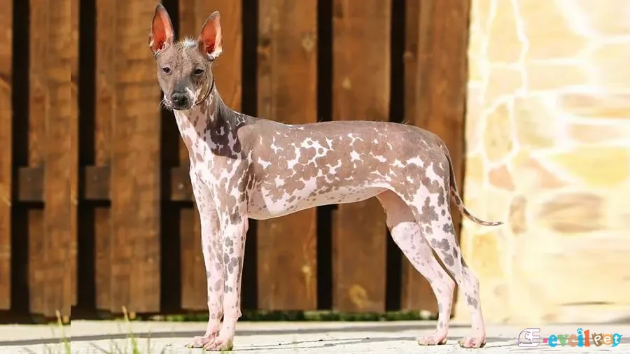 Peruvian Inca Orchid Benekli Köpek