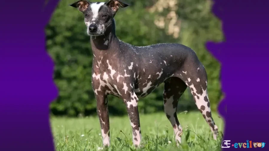 Peruvian Inca Orchid Siyah Benekli Köpek