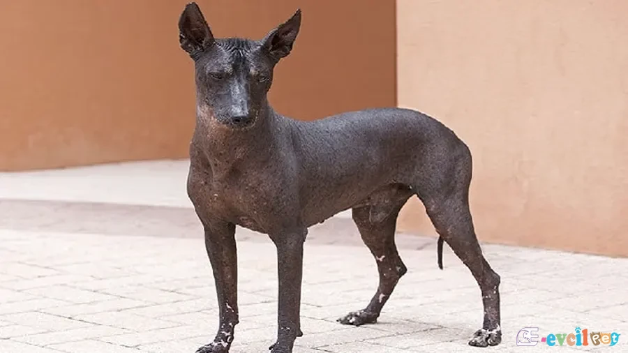 Peruvian Inca Orchid Siyah Köpek