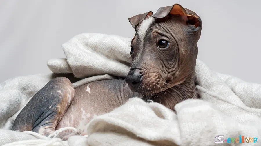 Peruvian Inca Orchid Yavru Köpek