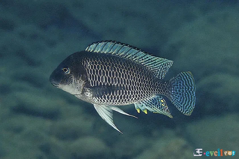 Petrochromis famula doğal yaşam alanında