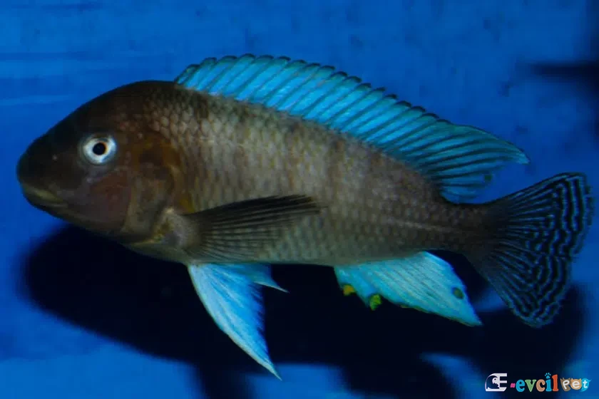 Petrochromis famula erkek
