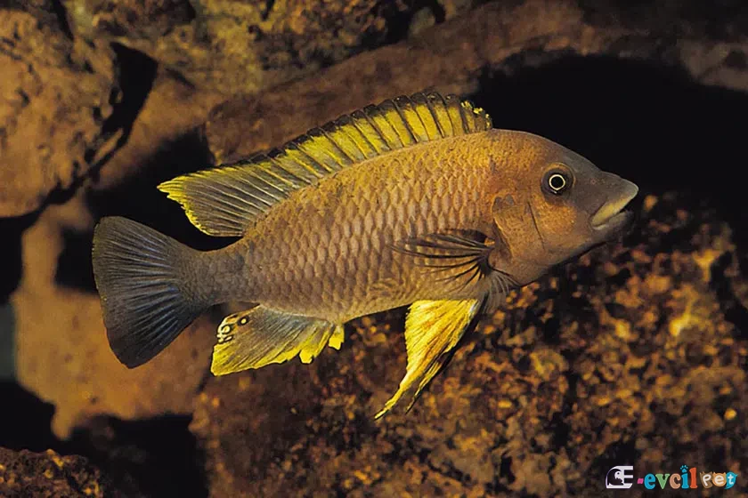 Petrochromis famula kayanın önünde