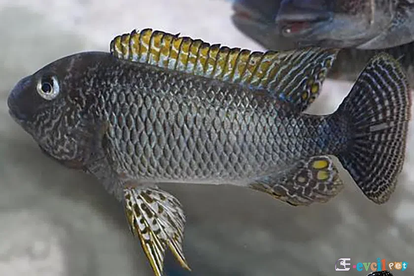 Petrochromis famula kur yapıyor