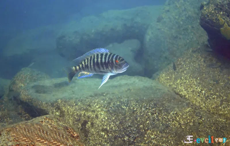 Petrochromis fasciolatus doğal yaşam alanında