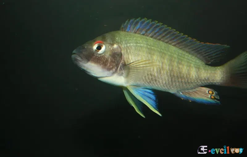Petrochromis fasciolatus genç erkek