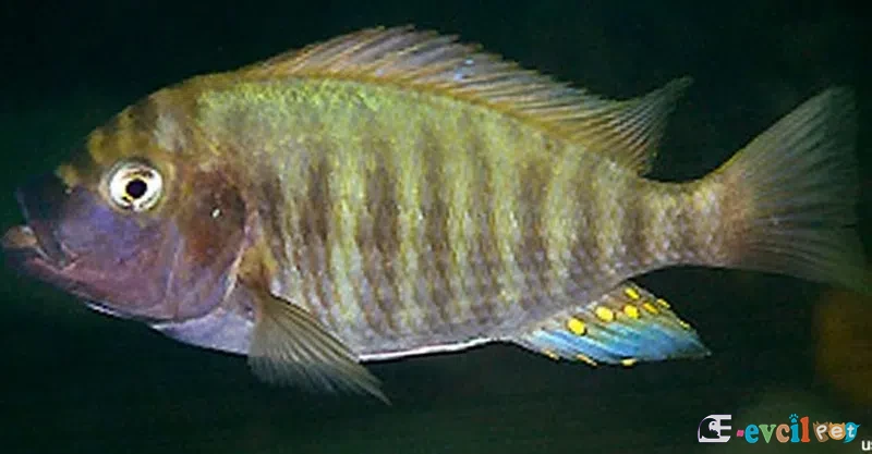 Petrochromis fasciolatus Kalambo Lodge