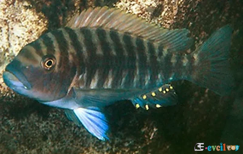 Petrochromis fasciolatus Katete