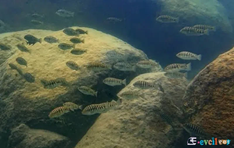 Petrochromis fasciolatus Kisi Island