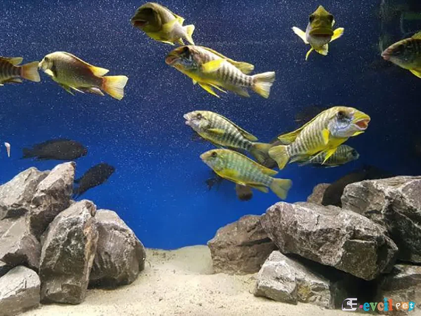 Petrochromis macrognathus Akvaryumu