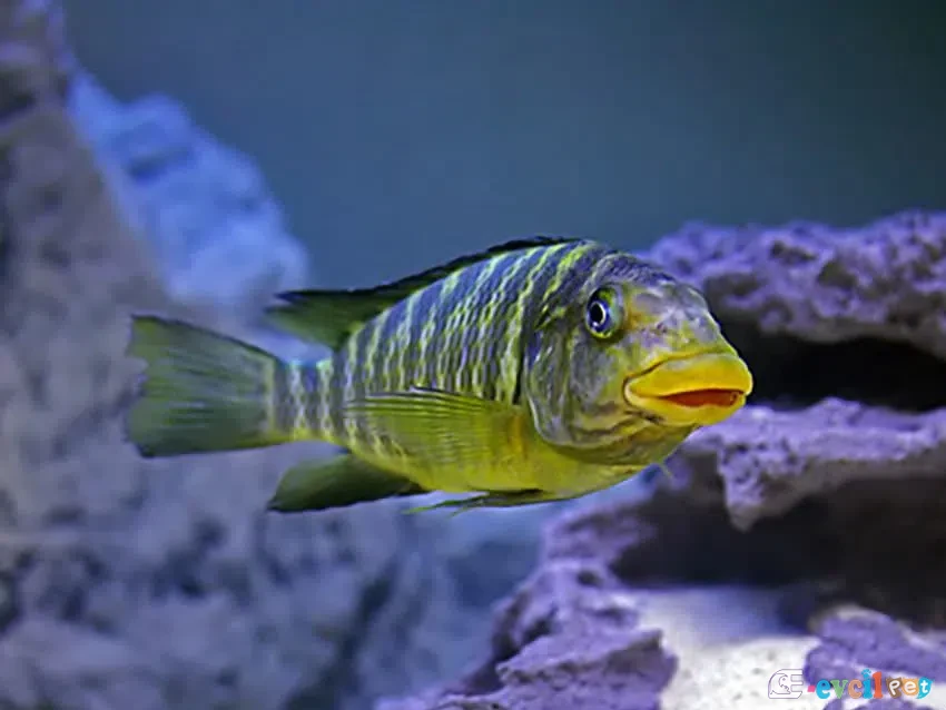 Petrochromis macrognathus Kantalamba 