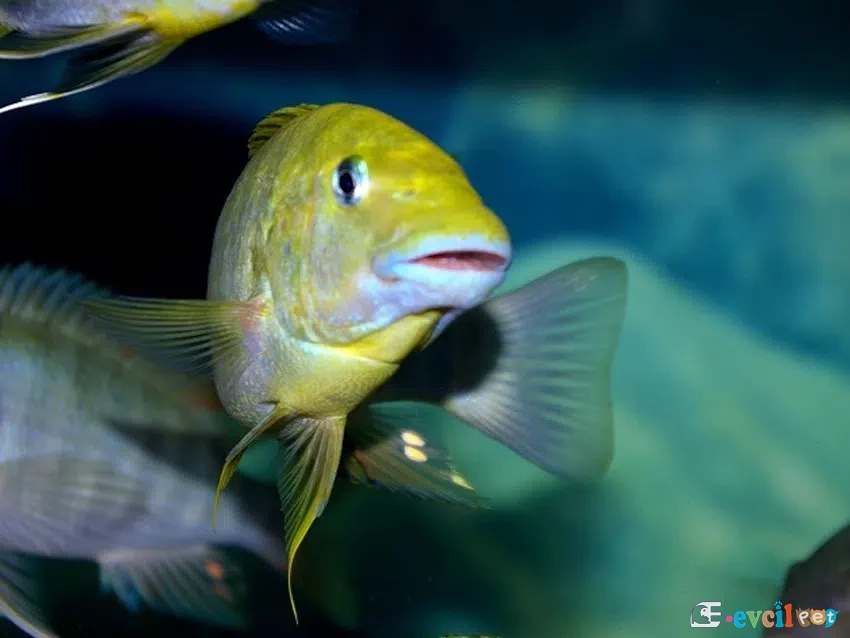 Petrochromis Macrognathus Namansi Erkek