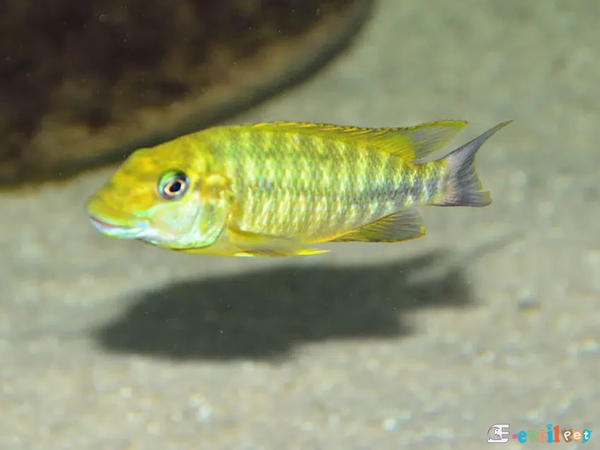 Petrochromis Macrognathus Namansi