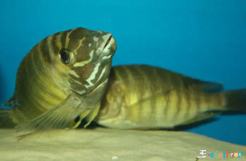 Petrochromis orthognathus çiftleşirken