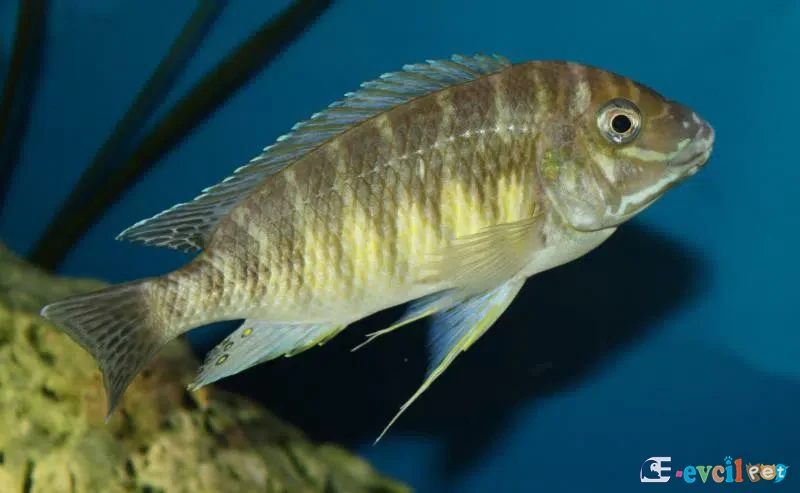 Petrochromis orthognathus erkek