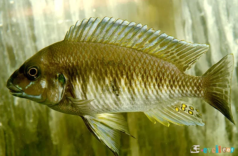 Petrochromis orthognathus yakın çekimde