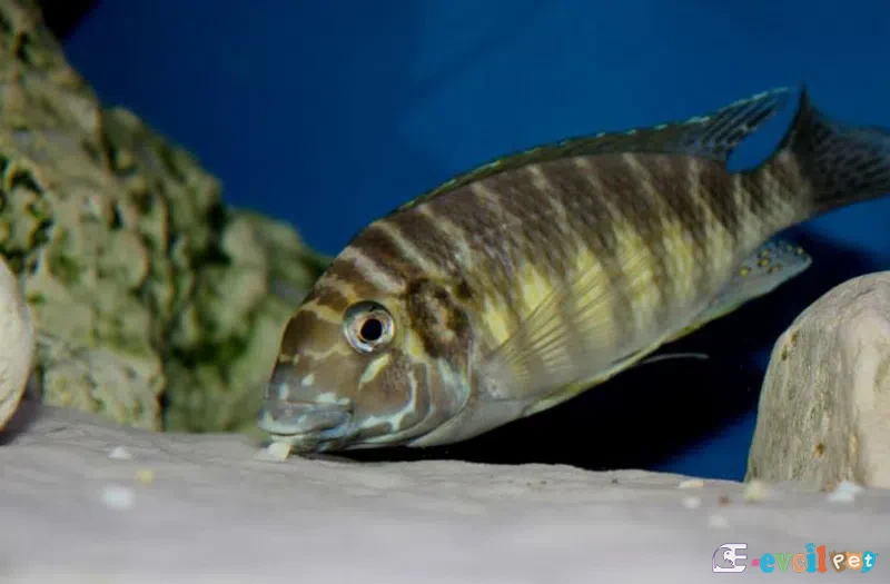 Petrochromis orthognathus yuvalanırken