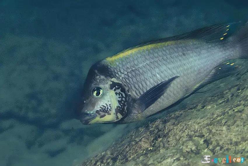 Petrochromis polyodon doğal yaşam alanı