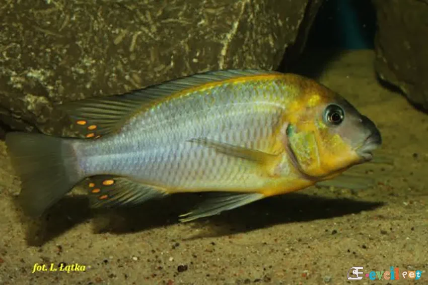 Petrochromis polyodon erkek