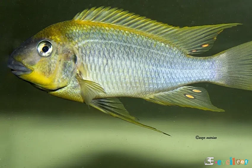 Petrochromis polyodon moba