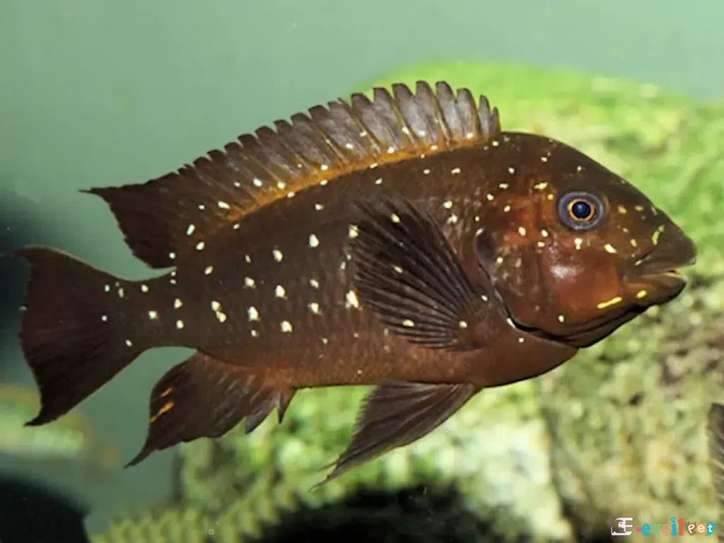 Petrochromis trewevasae erkek