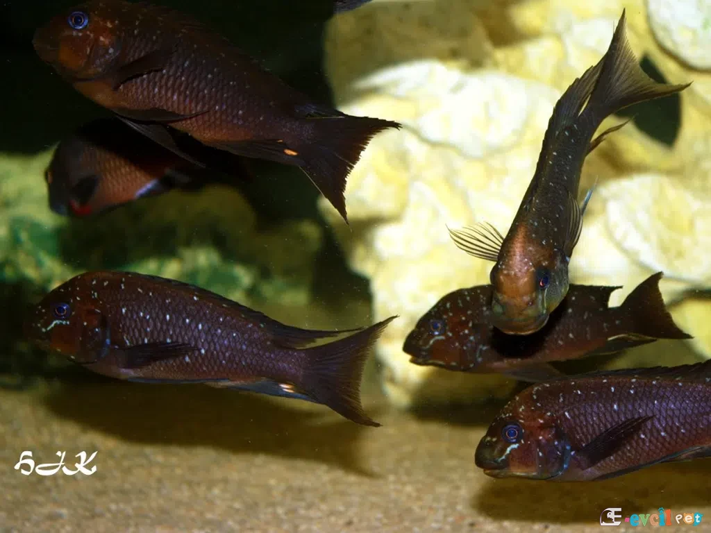Petrochromis trewevasae sürüsü