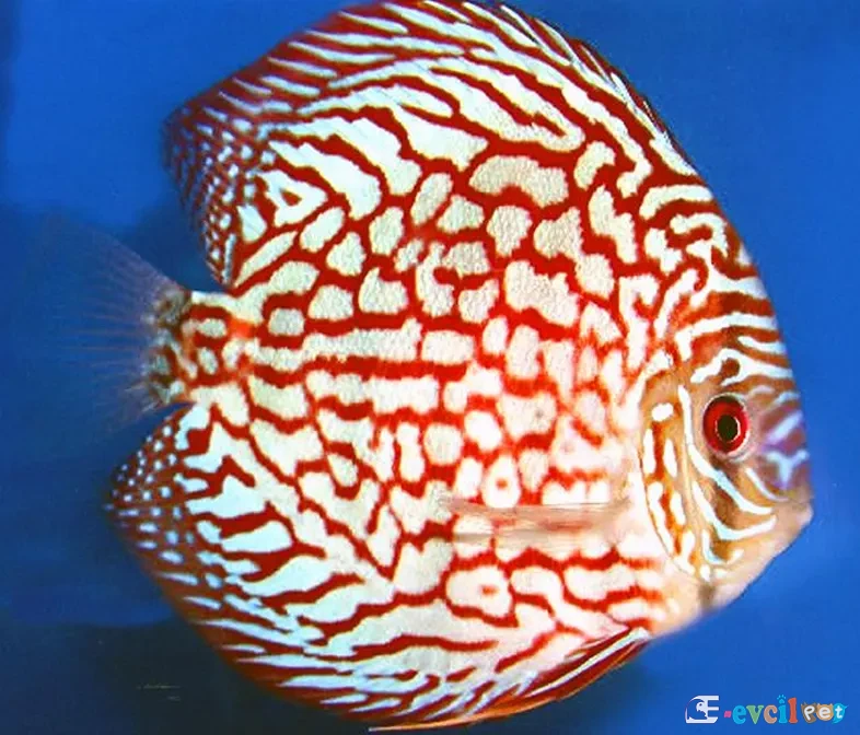 Pigeon Checkerboard Discus