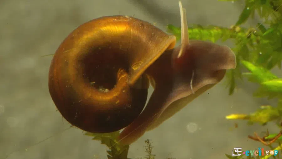 Planorbis rubrum (Ramshorn Salyangoz)