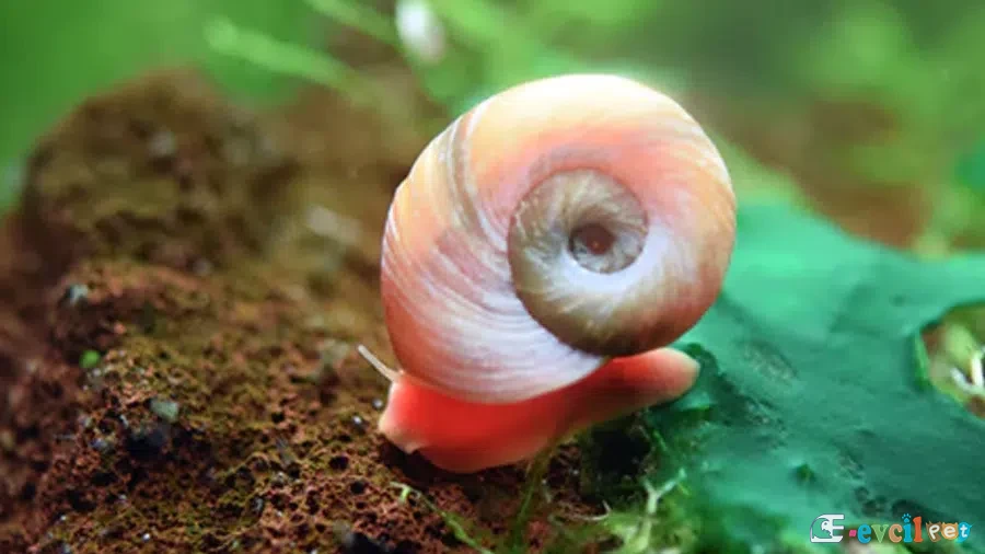 Planorbis rubrum (Ramshorn Salyangoz) 1