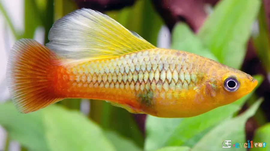 Platy variatus  Xiphophorus variatus