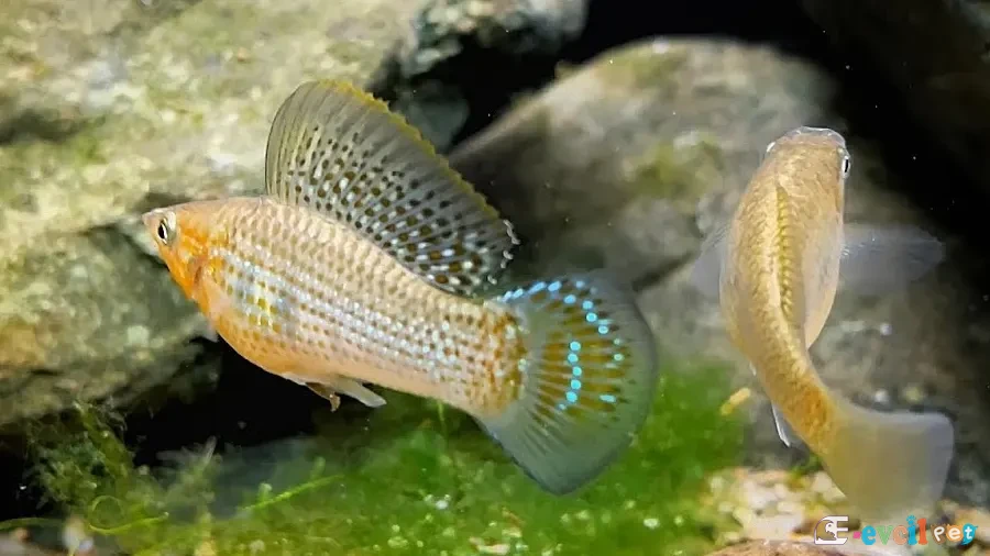Poecilia latipinna (Yelken Kuyruklu Moli) Akvaryumu