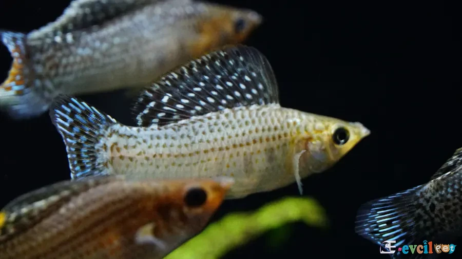 Poecilia latipinna (Yelken Kuyruklu Moli) Erkek
