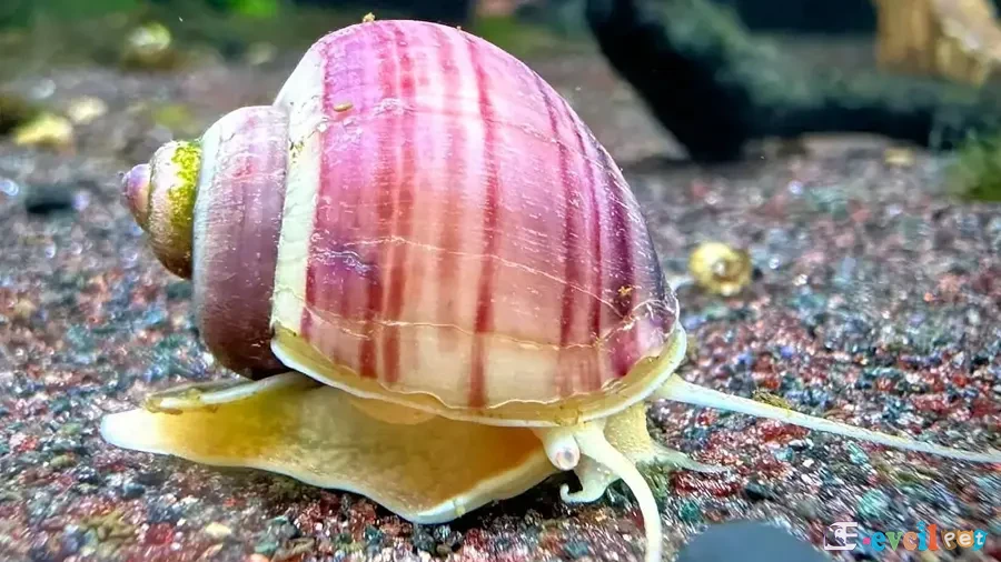 Pomacea flagellata