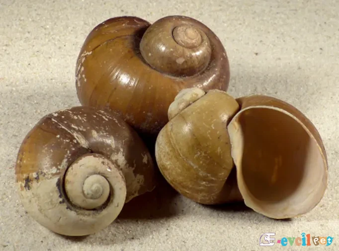Pomacea insularum Dev Elma Salyangozları