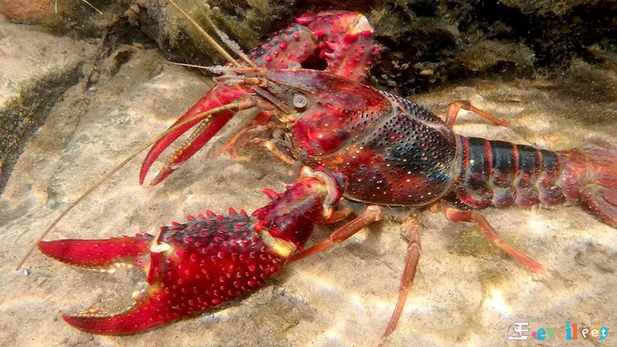 Procambarus clarkii (Kırmızı Bataklık Kereviti) 1