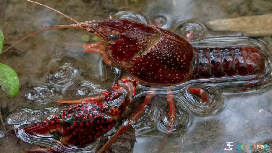 Procambarus clarkii (Kırmızı Bataklık Kereviti) 2