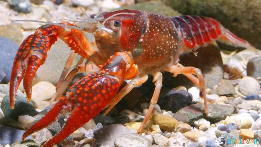 Procambarus clarkii (Kırmızı Bataklık Kereviti) 3